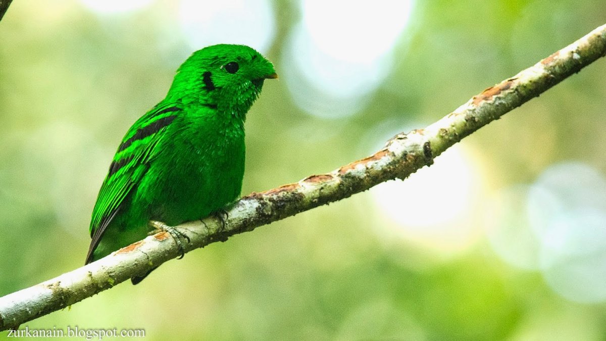 Яванский рогоклюв