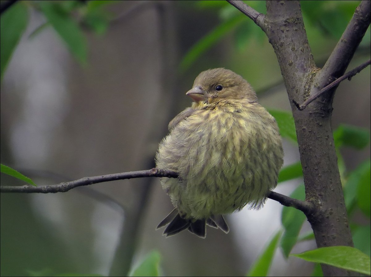 Щеголиха птица