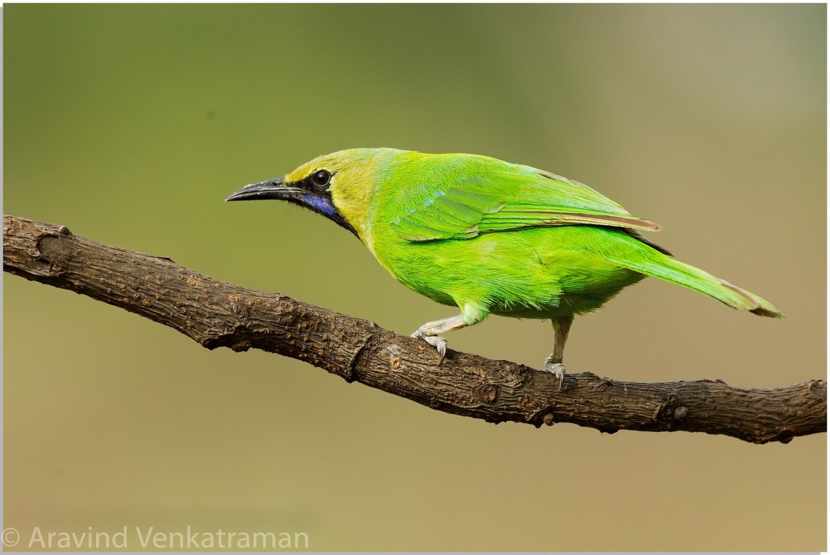 Птица коричневая с зеленым