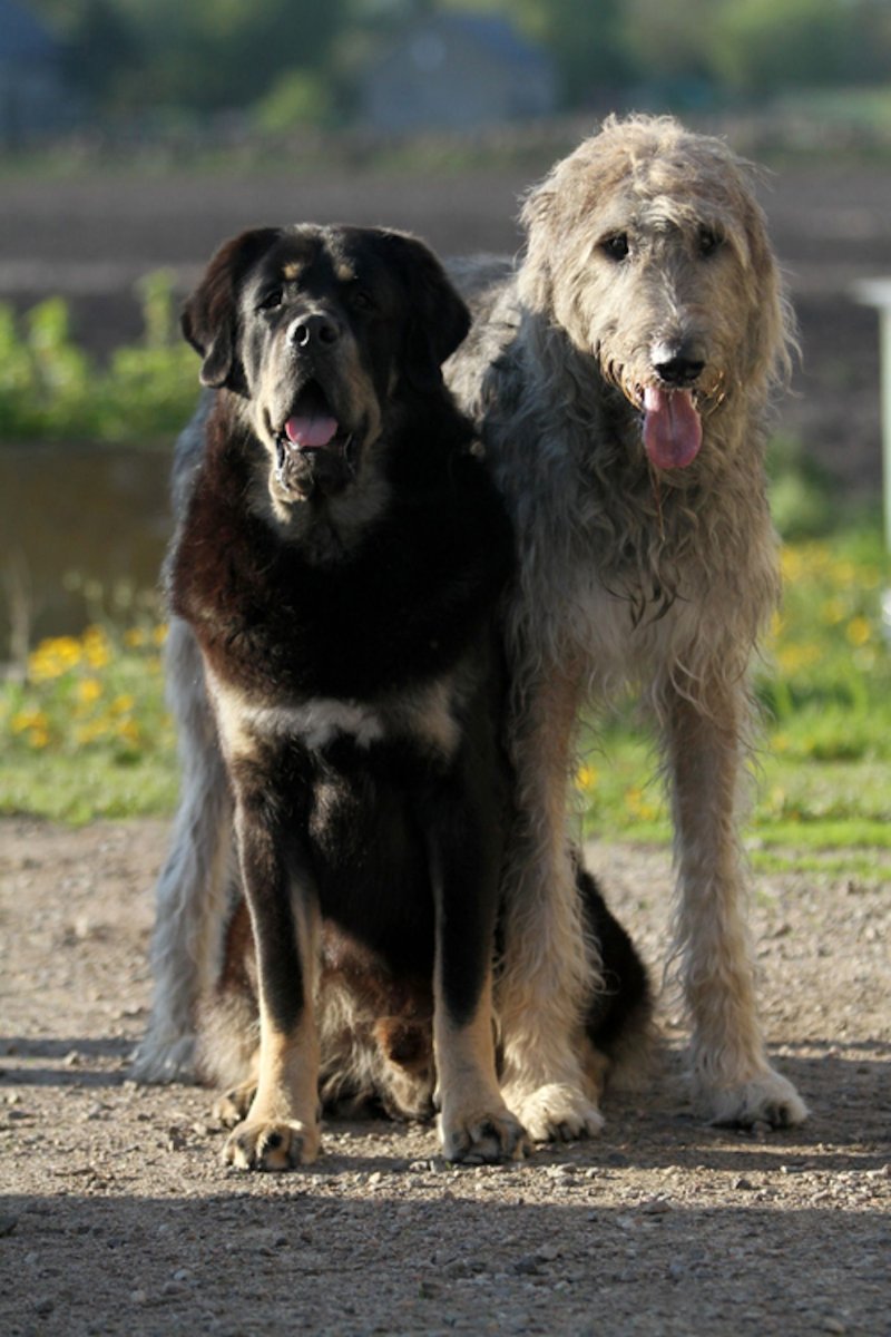 Мастиф волкодав