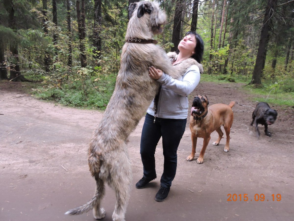 Ирландский волкодав и алабай