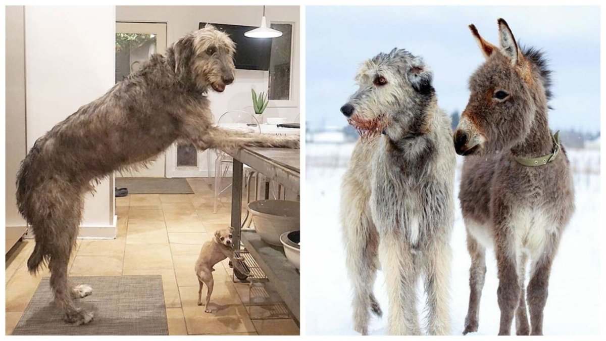 Ирландский волкодав и волк