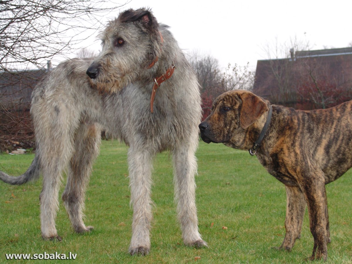 Ирландский волкодав тигровый
