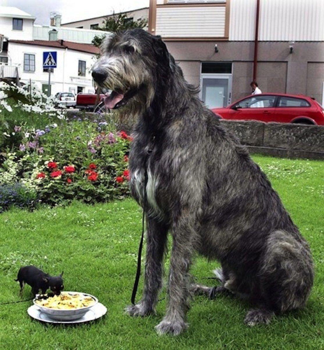 Ирландский волкодав