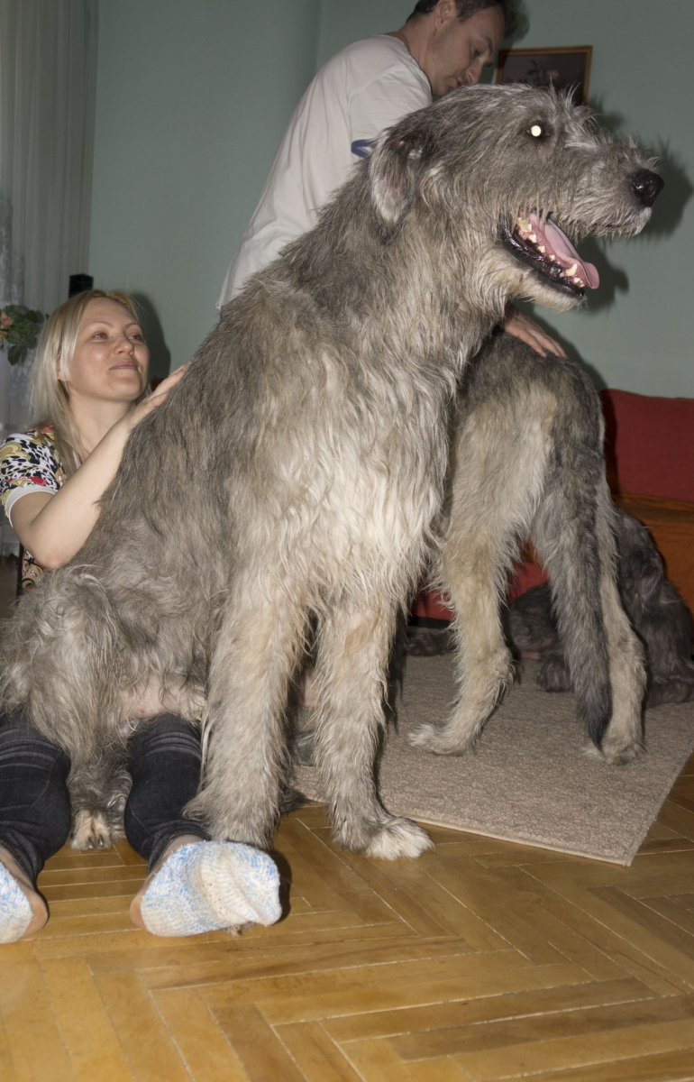 Красный ирландский волкодав