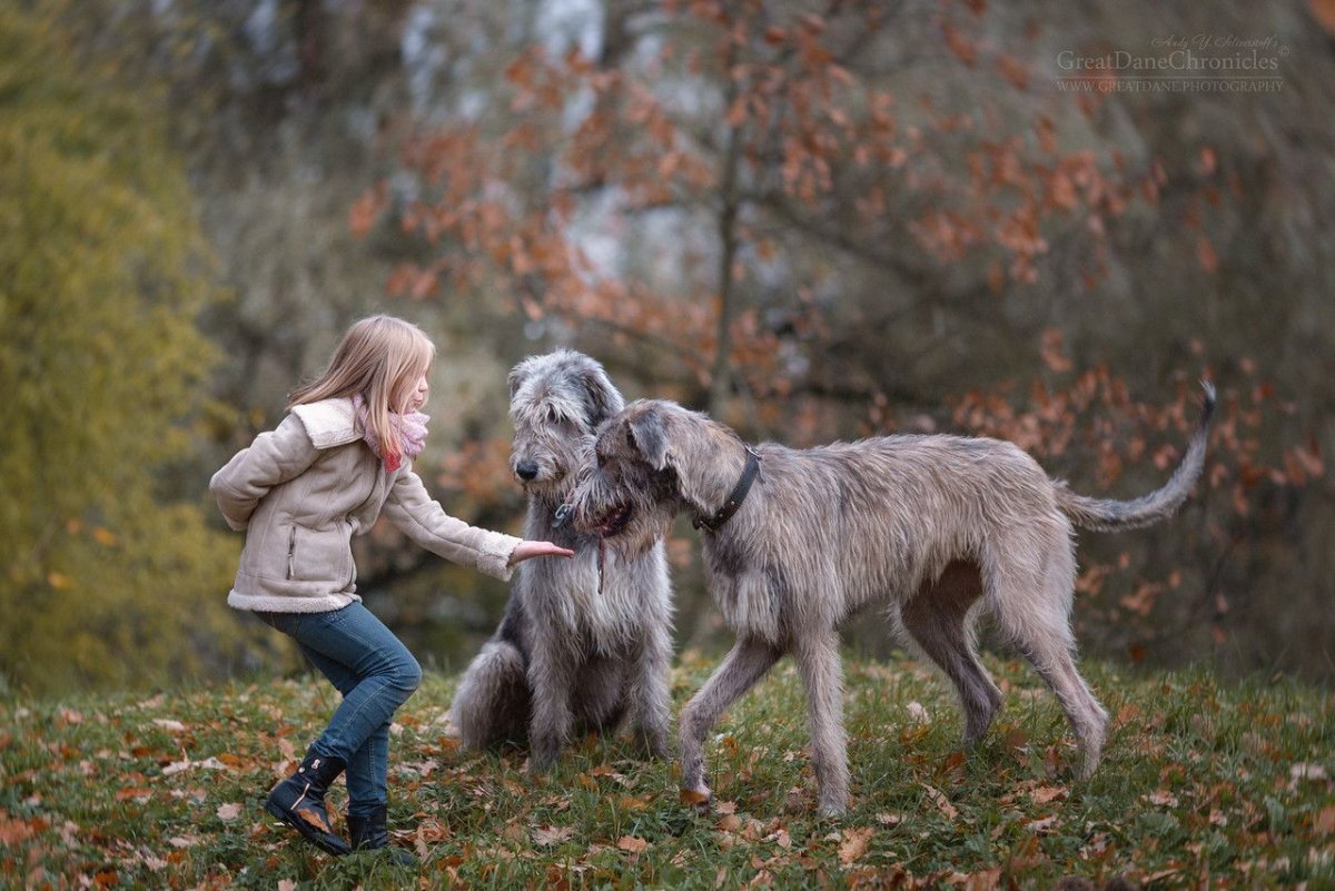 Ирландский волкодав и дети