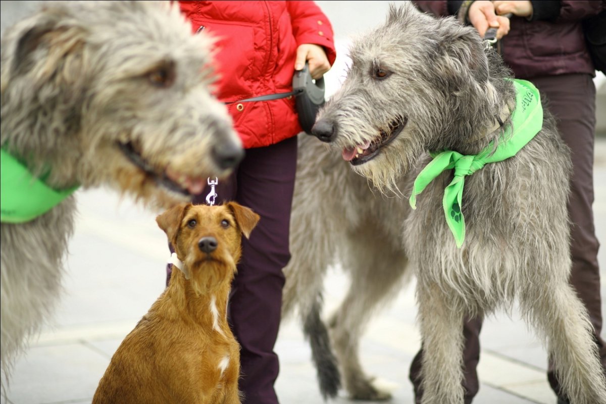 Собаки в Ирландии