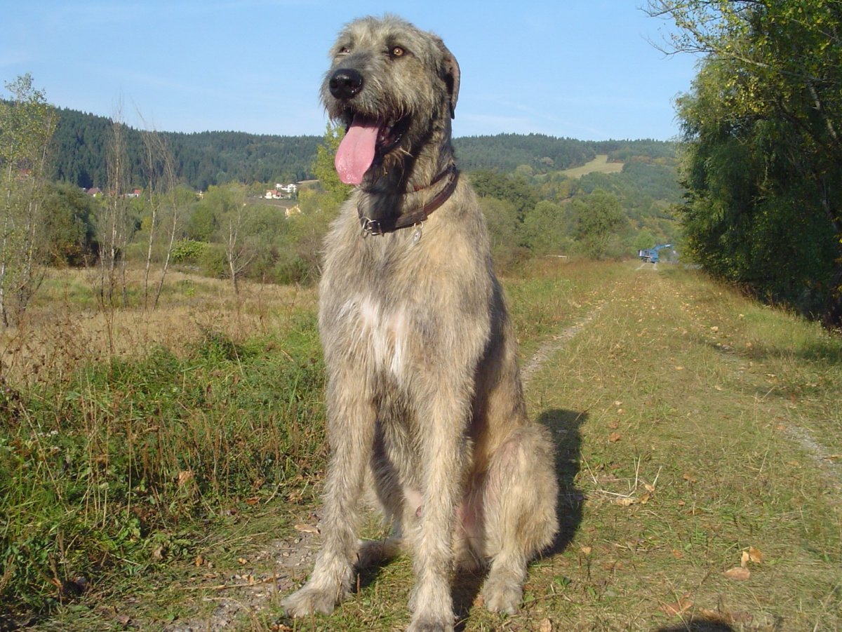 Ирландский волкодав тигровый