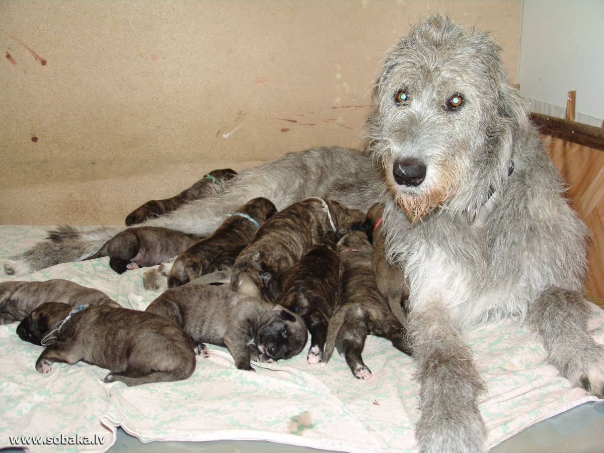 Волкодав собака Размеры