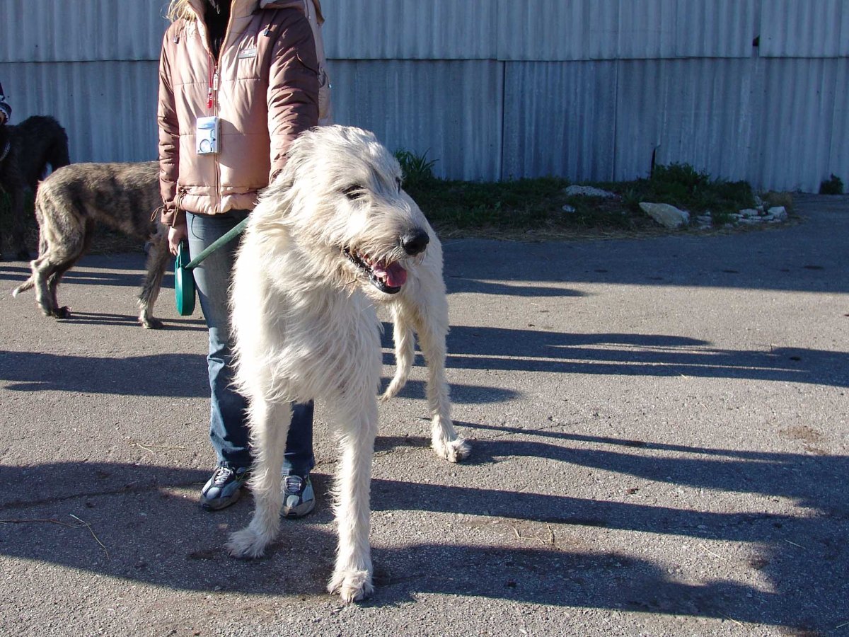 Ирландский волкодав