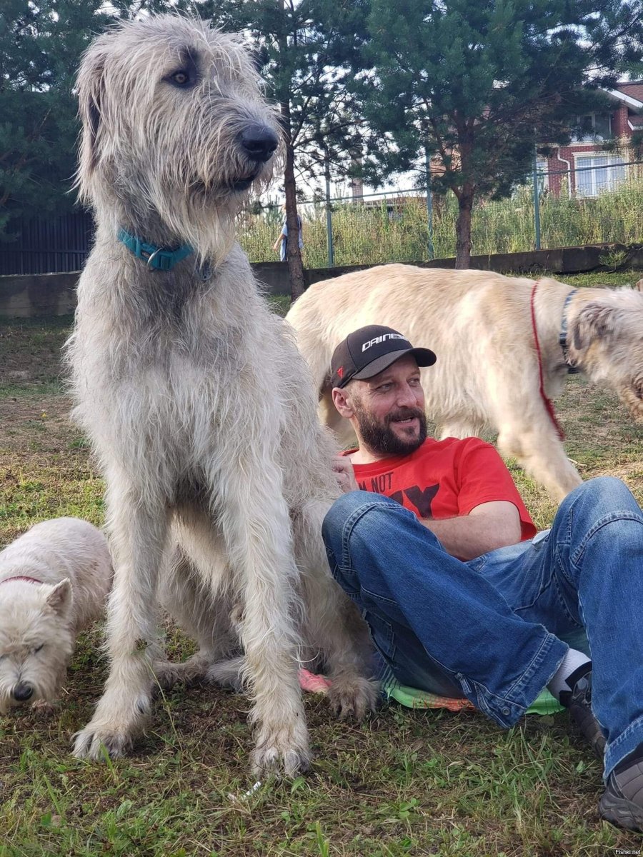 Кошатники против собачников