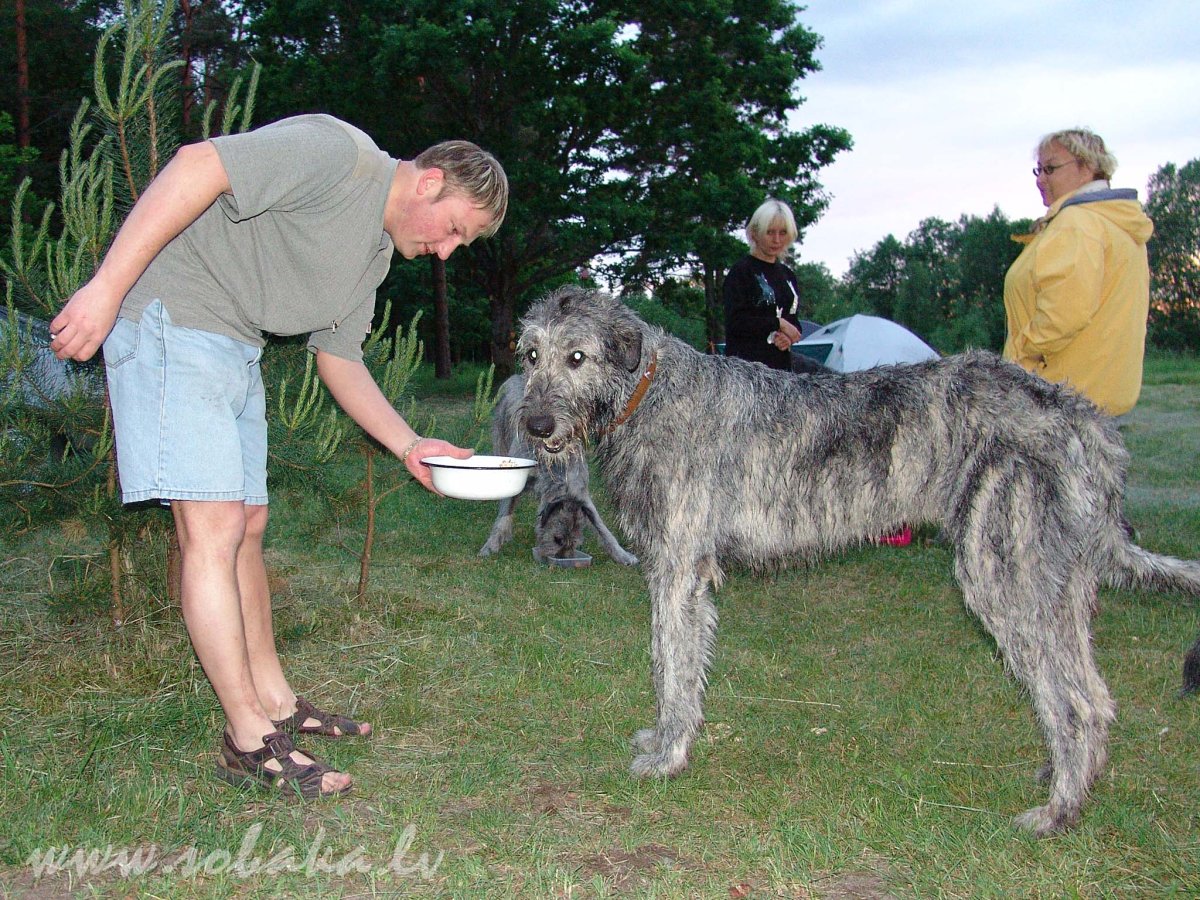 Ирландский волкодав нестриженный