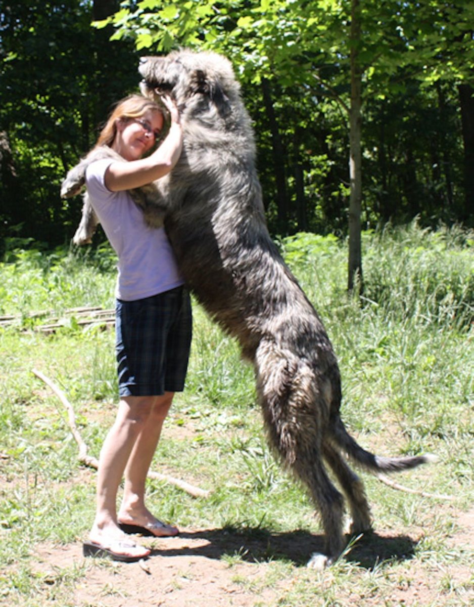 Вольфхунд ирландский волкодав
