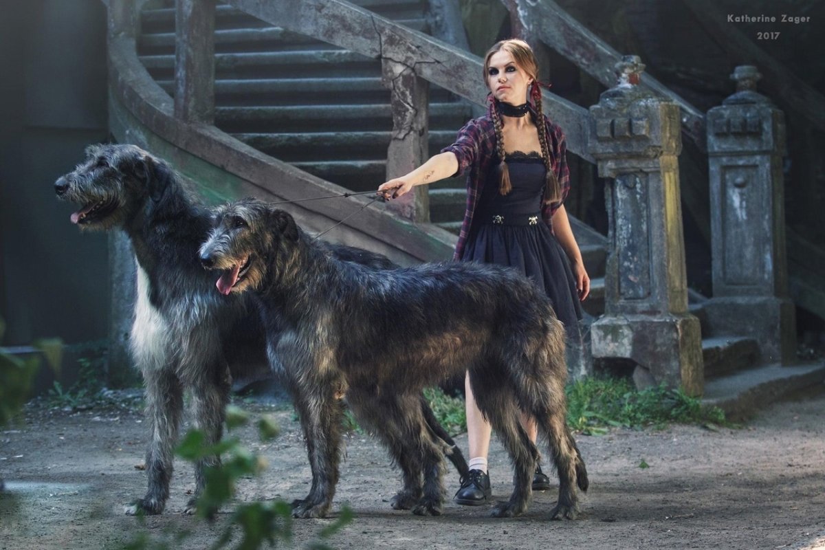 Вольфхунд ирландский волкодав