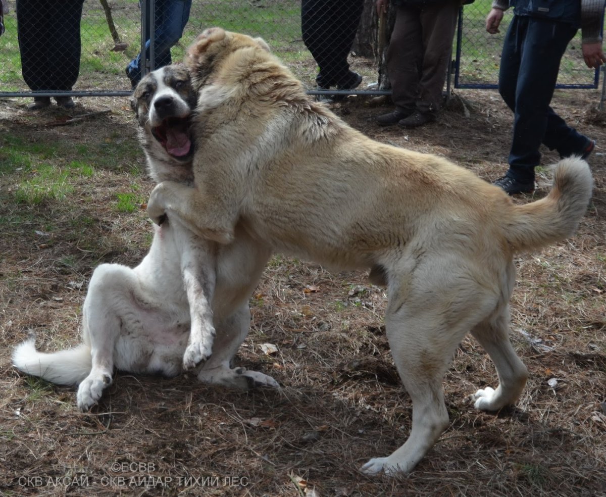 Вельхи волкодав