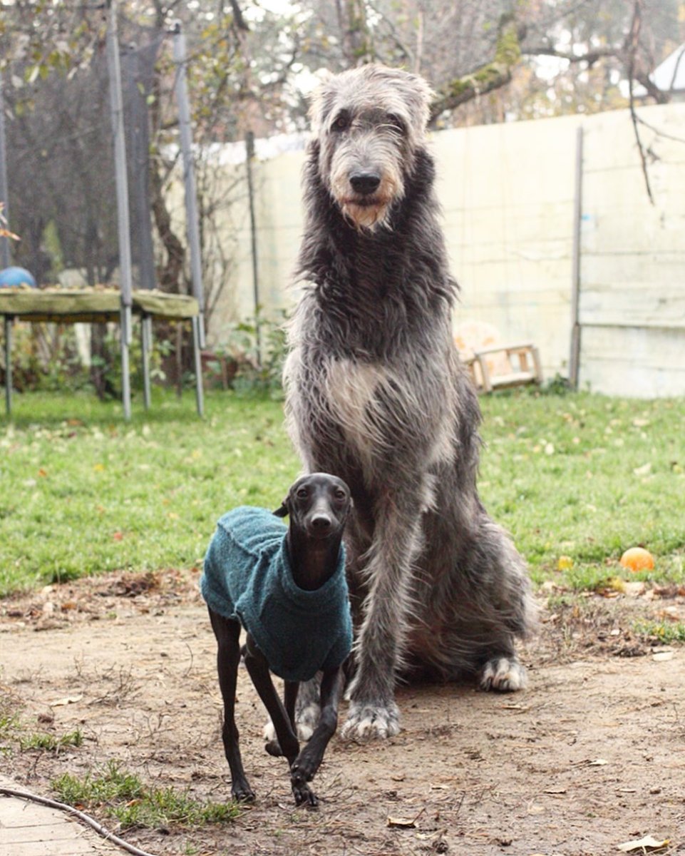 Ирландский волкодав