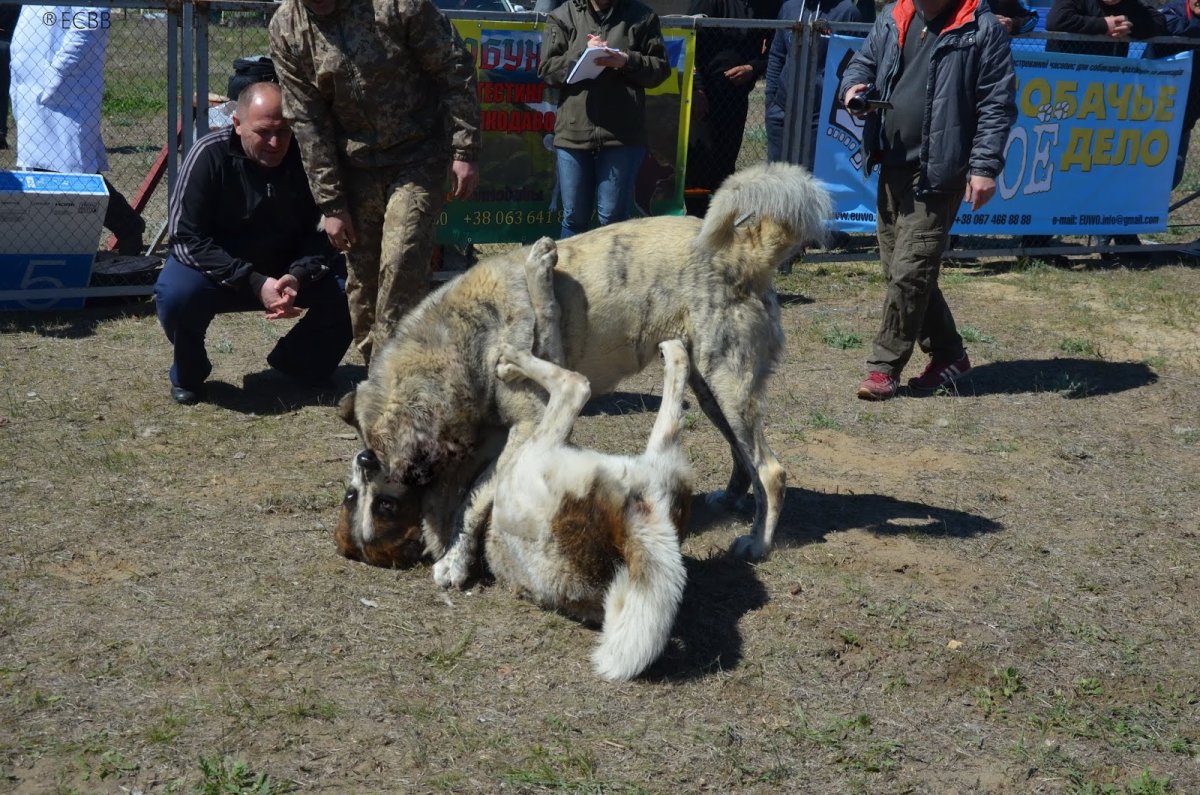 Винитарий волкодав