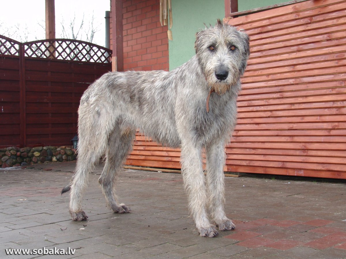 Ирландский волкодав и алабай