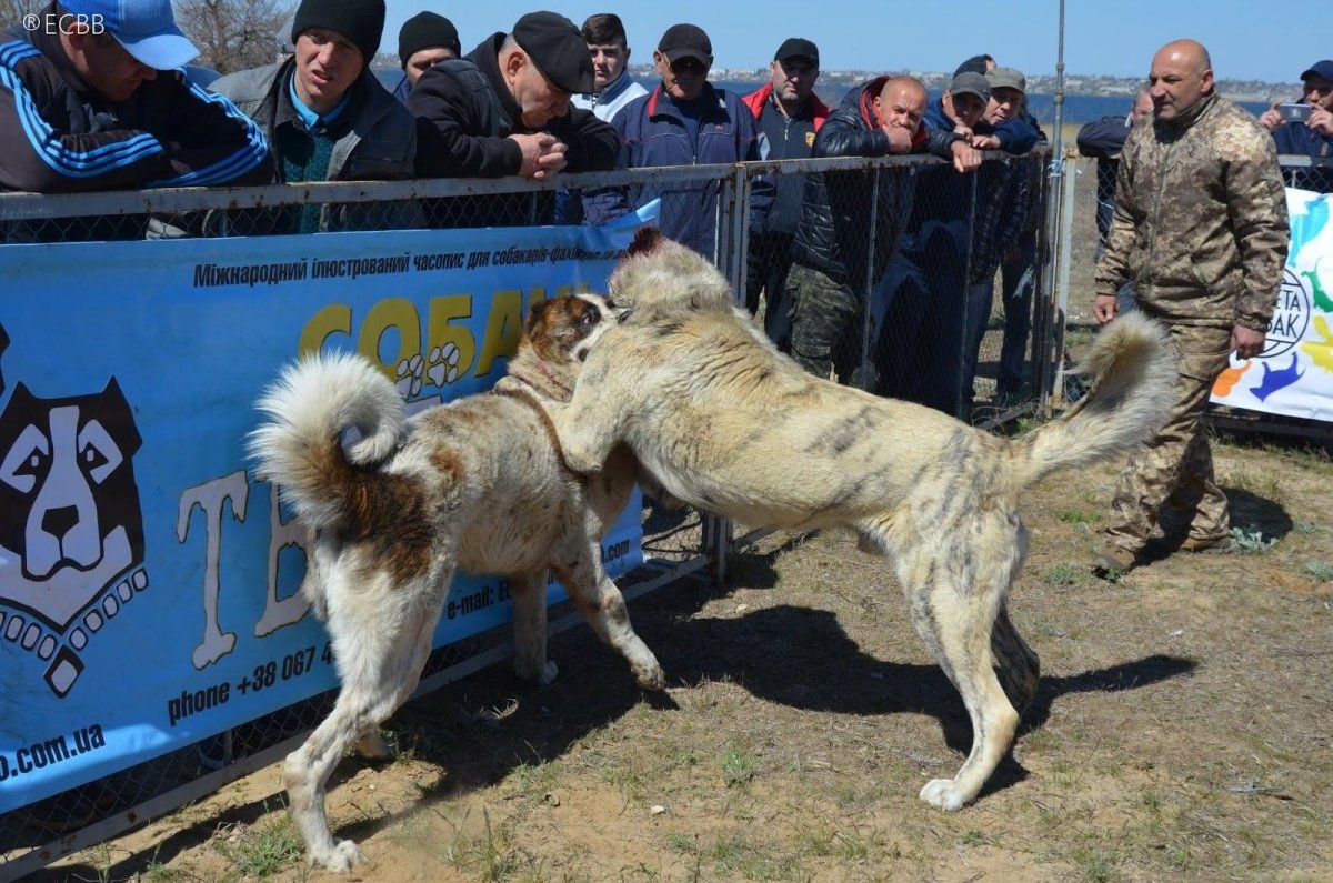Волкодав тигровый собака