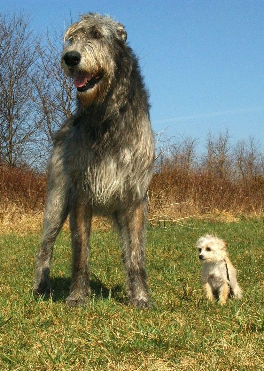 Ирландский волкодав оскал