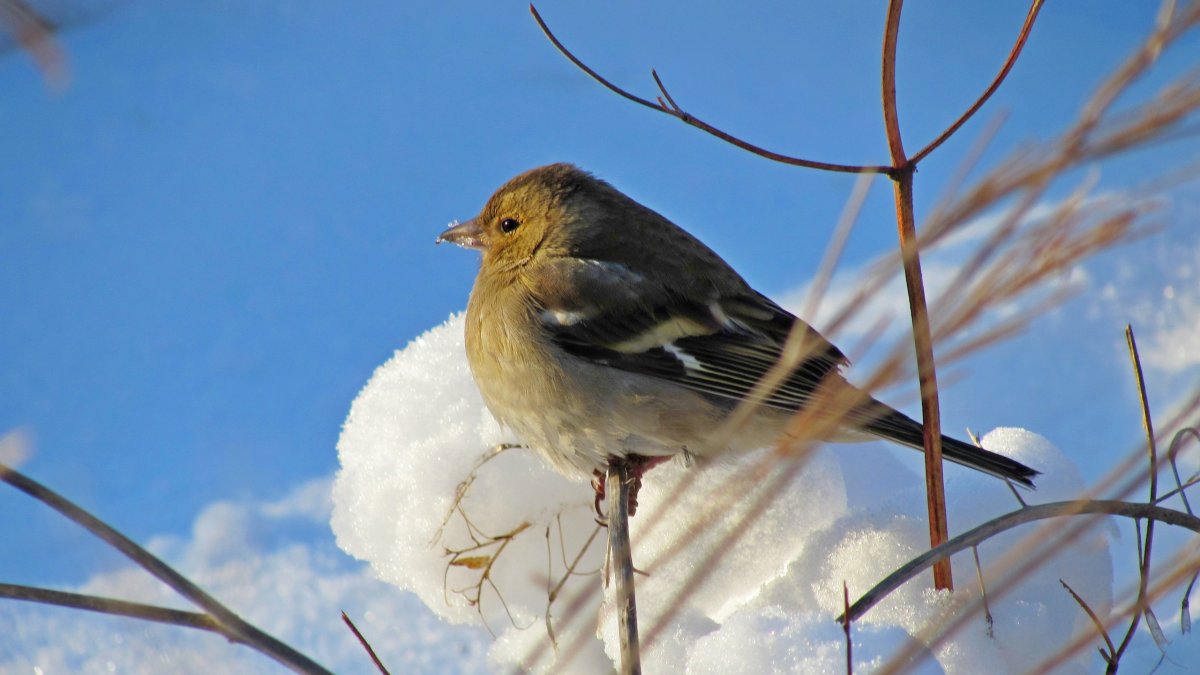 Птицы Южного Урала Челябинской области