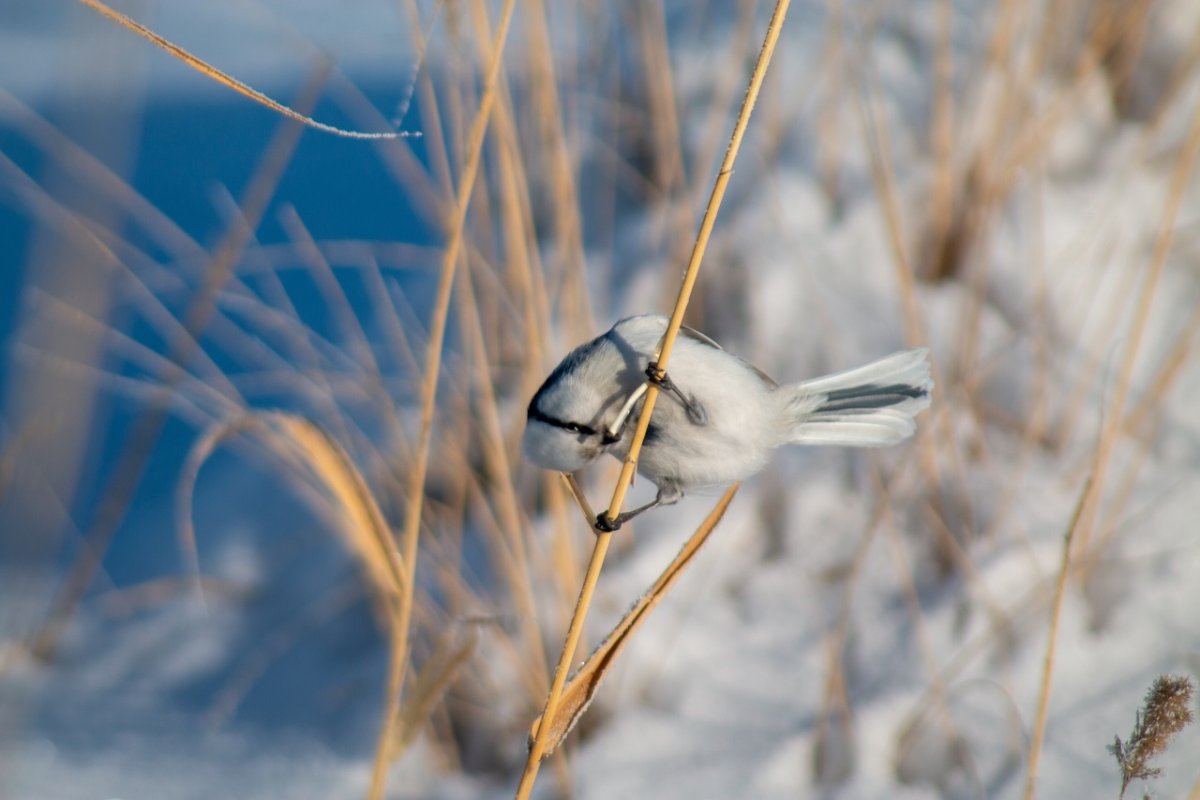 Птичка Челябинск