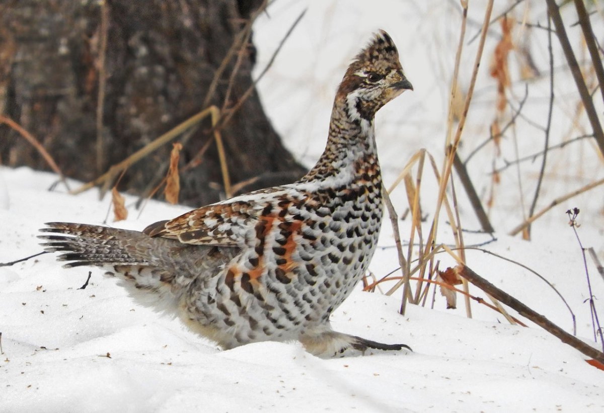 Птицы Челябинской области в контакте фото