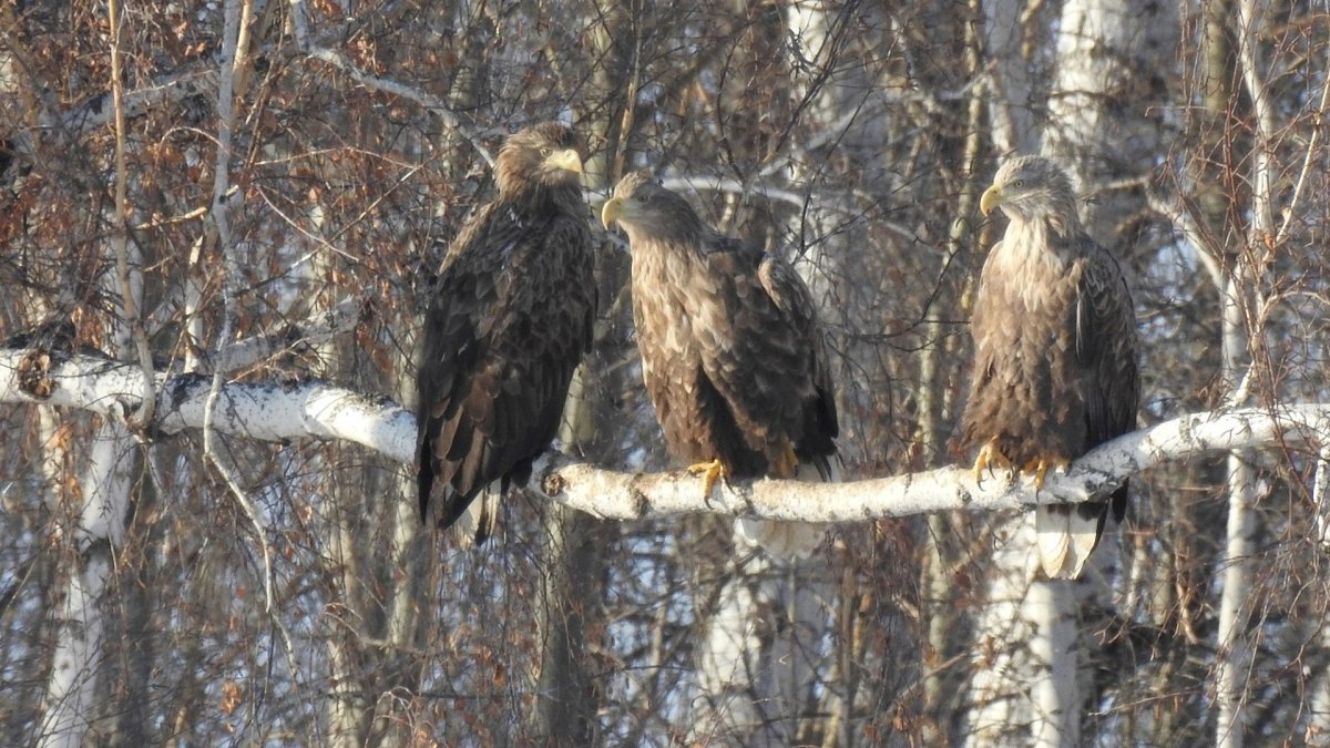 Хищные птицы Челябинской области