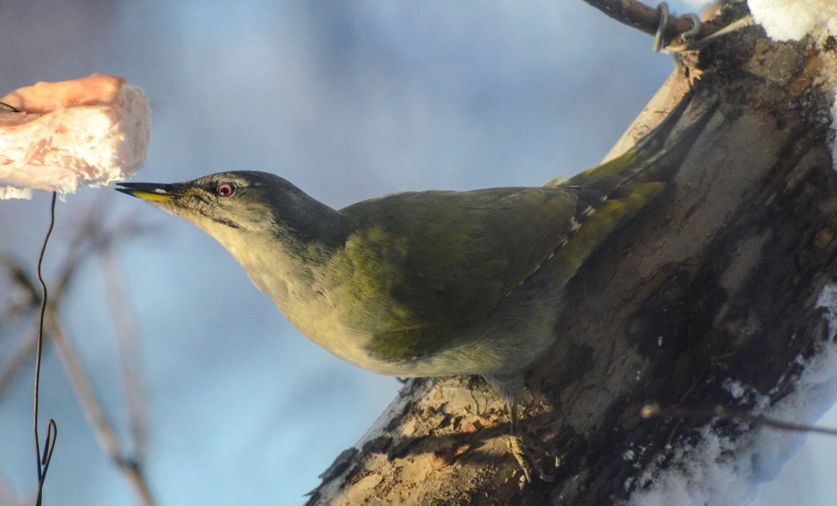 Серая птица Южного Урала