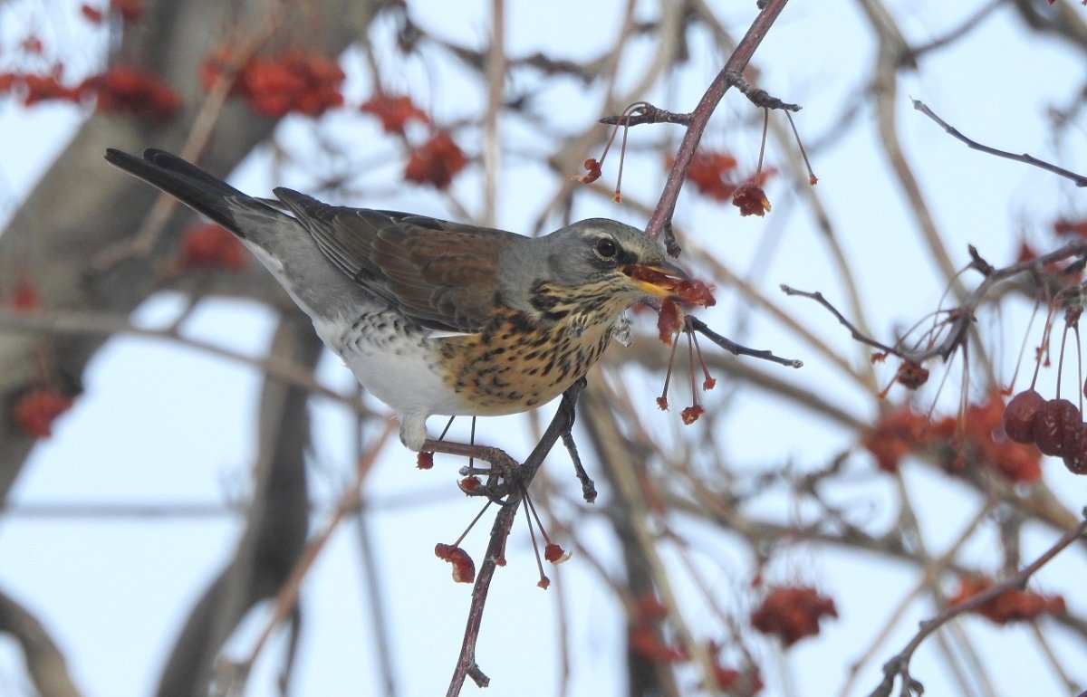 Птицы Челябинской области Дрозд