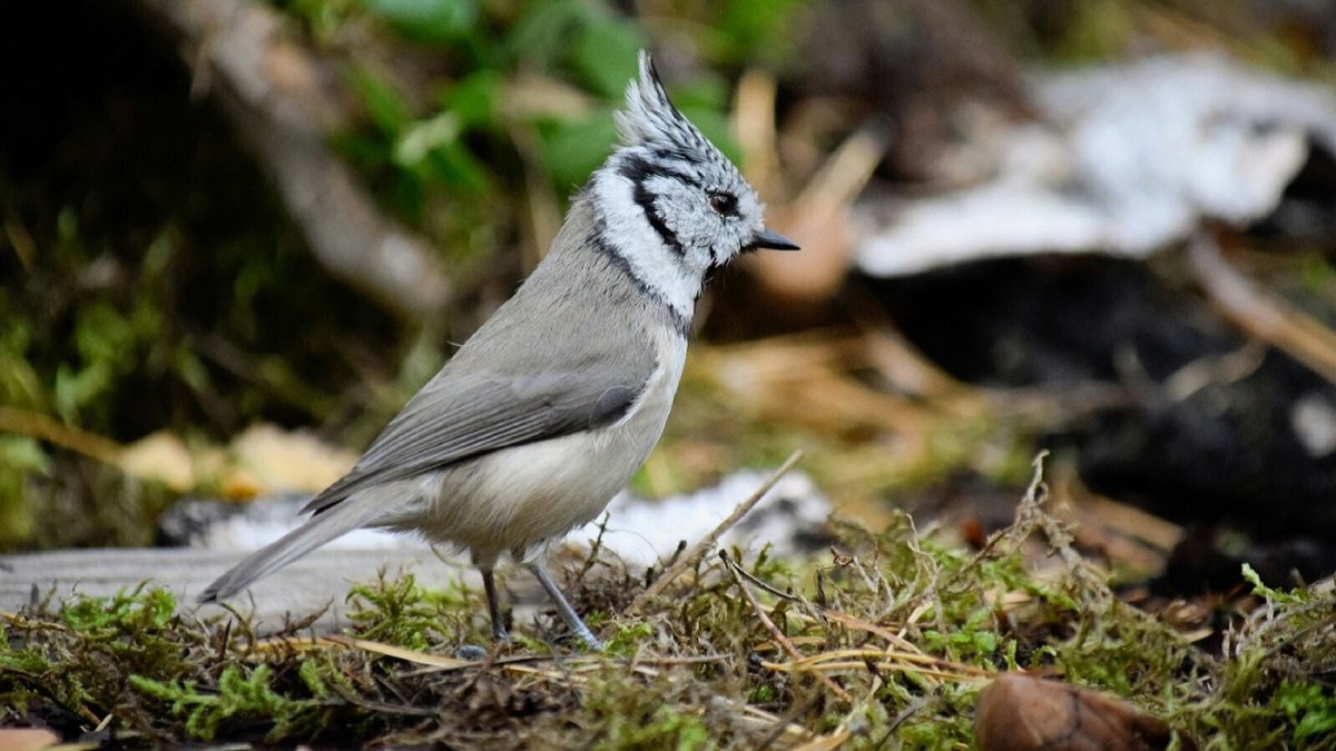 Овсянка с хохолком птица остров Кунашир