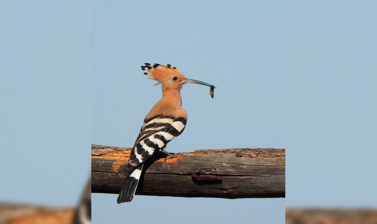 Птички к телевизора