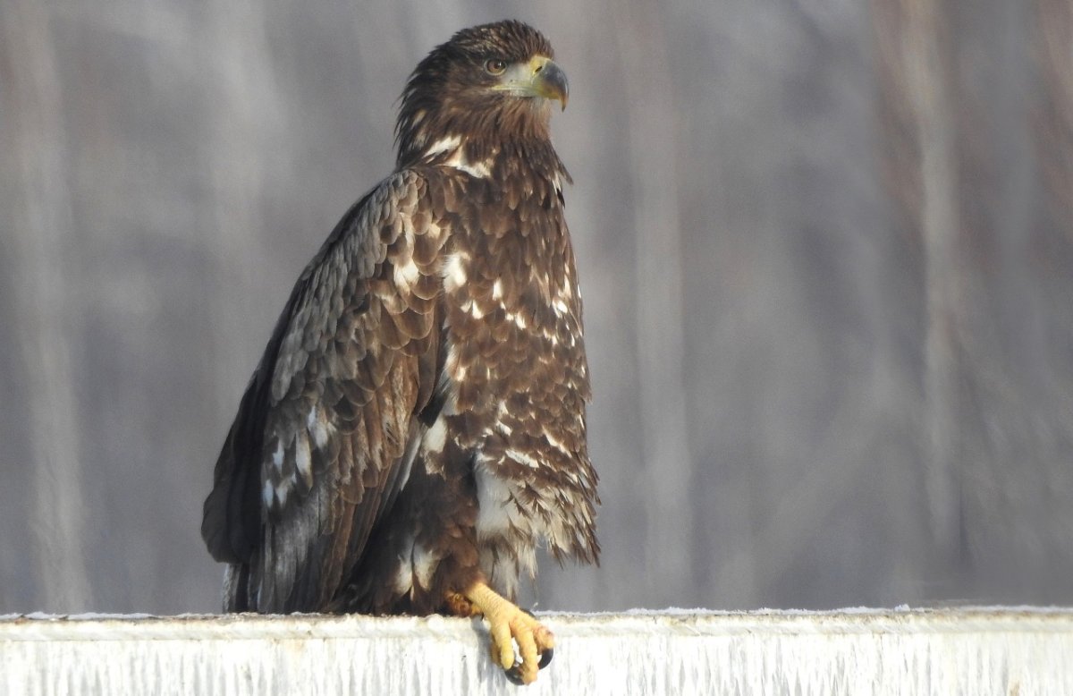 Орлан Челябинск Екатеринбург