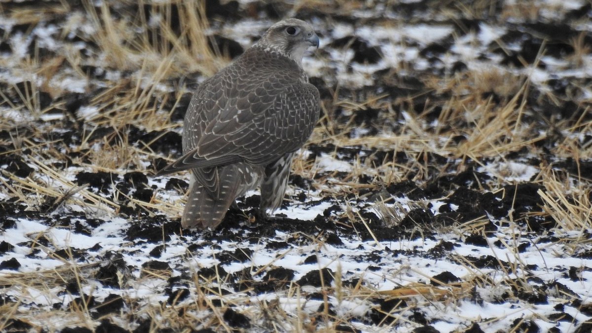 Кречет Челябинск