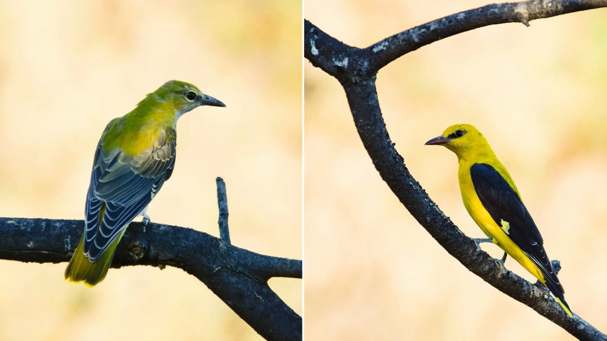 Пустельга в Челябинске птица фото