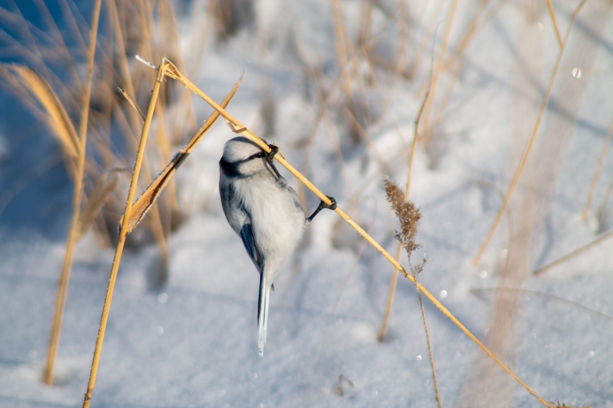 Птица акробат