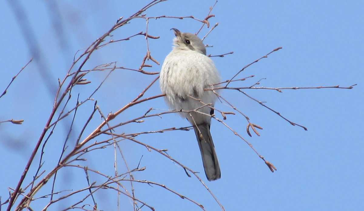 Городские птицы Челябинска