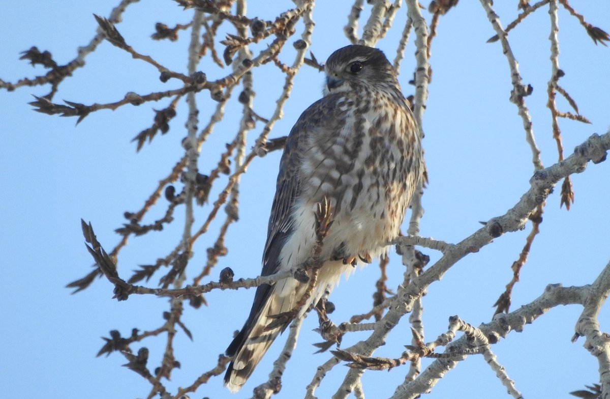 Птицы Челябинской области