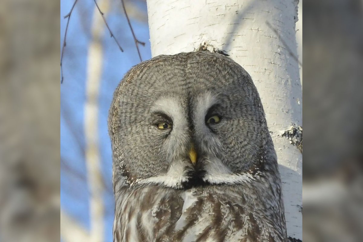 Пернатый квартал картинка