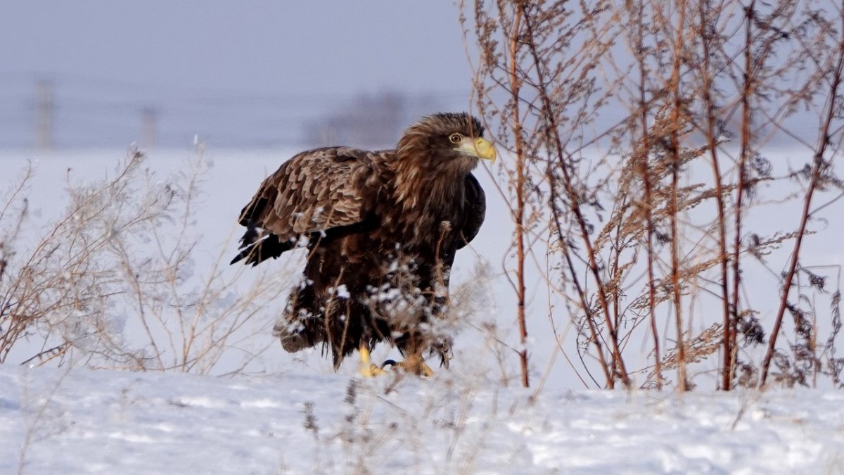 Хищные птицы 2