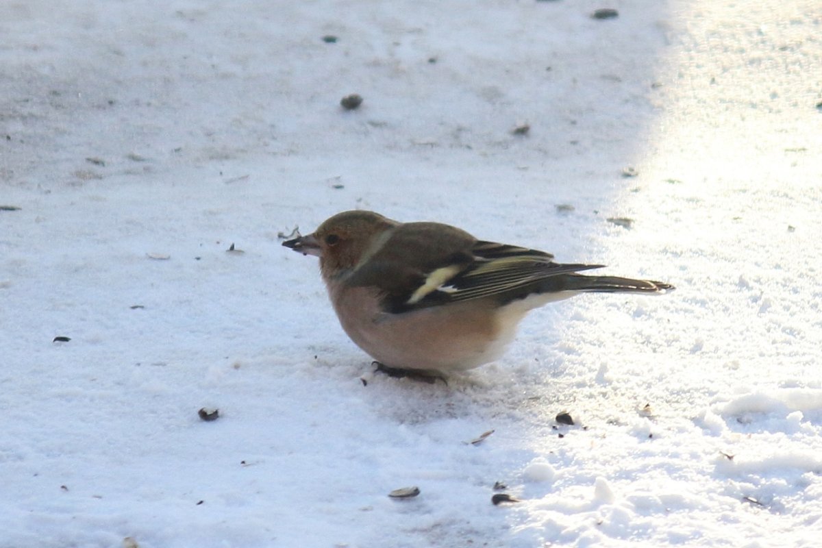 Зимующие птицы Кировской области