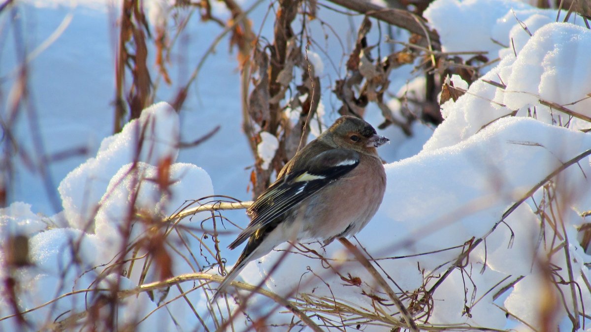 Птицы Челябинской области зимой