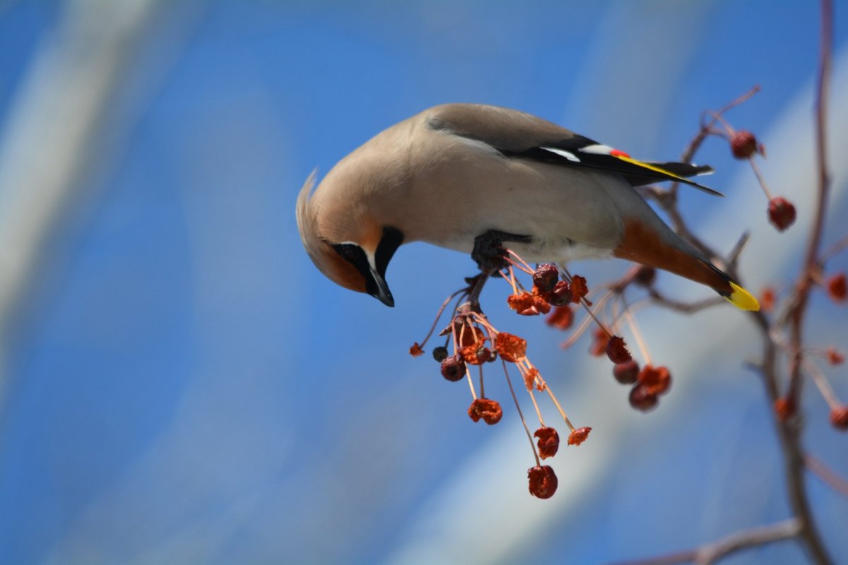 Птицы Челябинской области