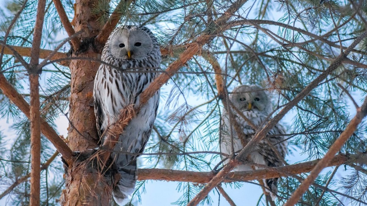 Уличные птицы Челябинской области