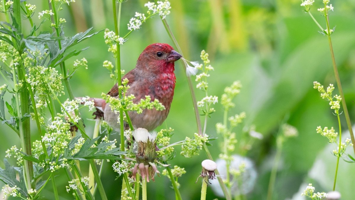 Урал красный Воробей