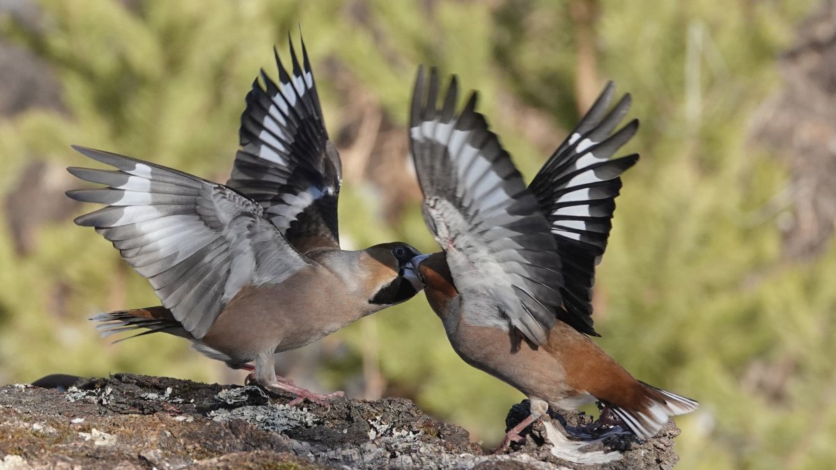 Ближайший родственник воробья