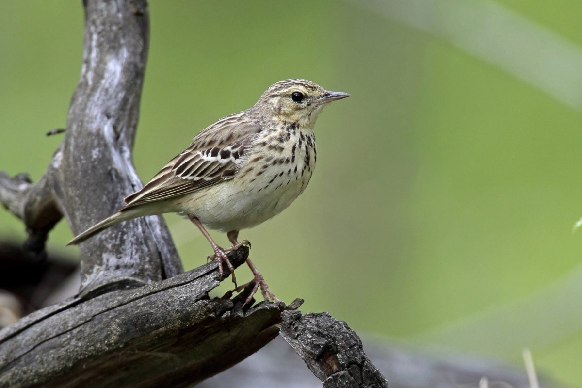 Певчие птицы Южного Урала