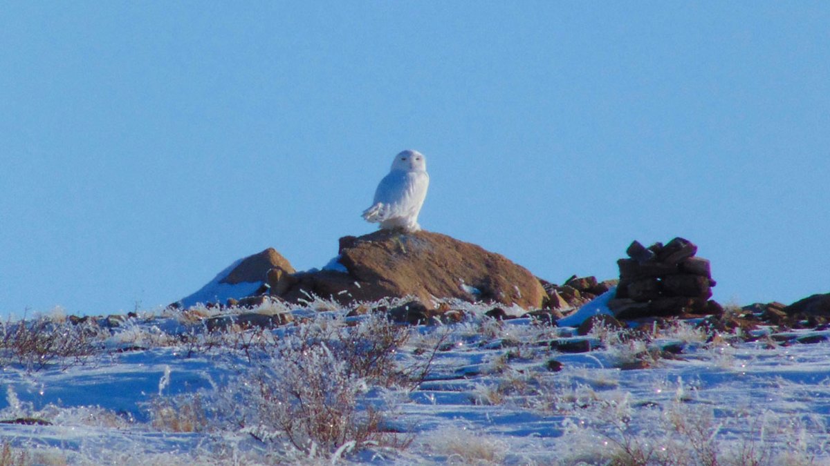 Полярная красавица