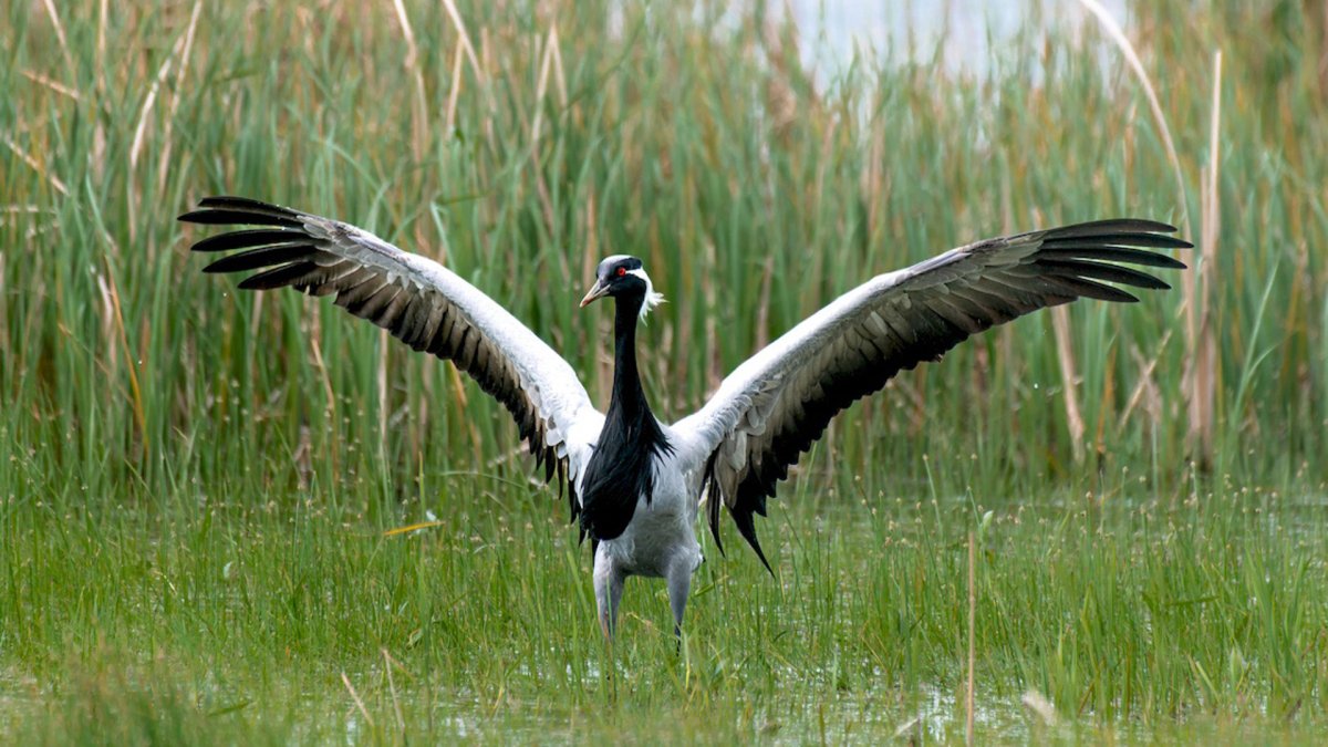 Сады Журавли Челябинская область