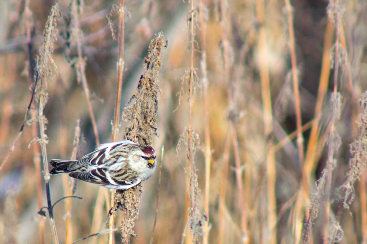 Птицы Урала полосатые